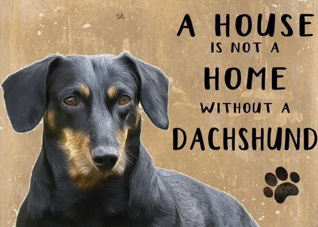 A House is not a Home without a Dachsund