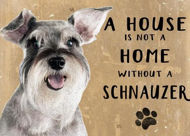 A House is not a Home without a Schnauzer